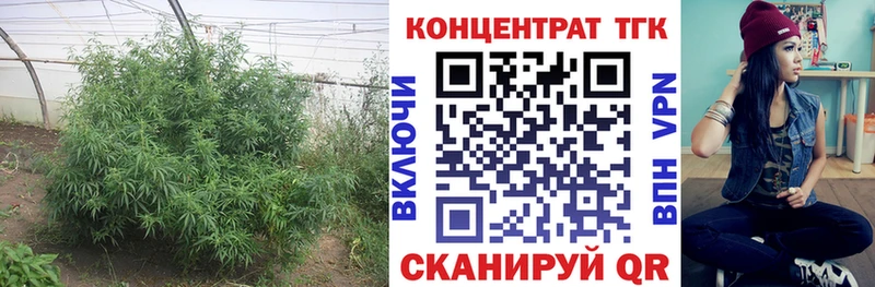 shop как зайти  Кандалакша  ТГК концентрат 